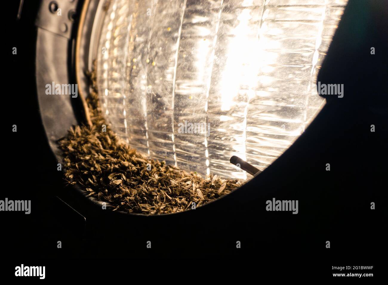 Fliegende Insekten angezogen, Licht-Lampe und sterben Stockfoto