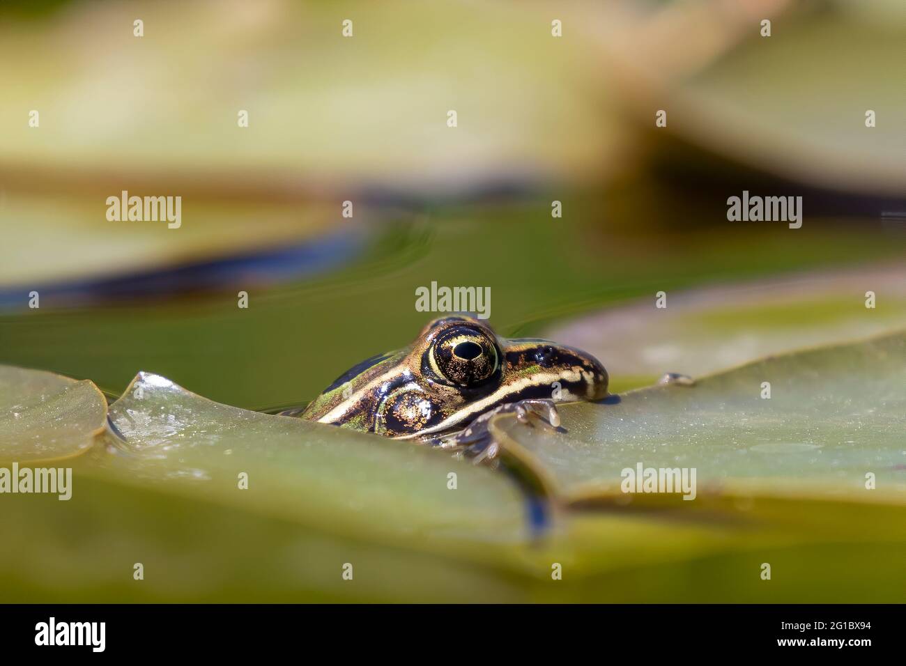 Leopard Frosch Stockfotos Und Bilder Kaufen Alamy