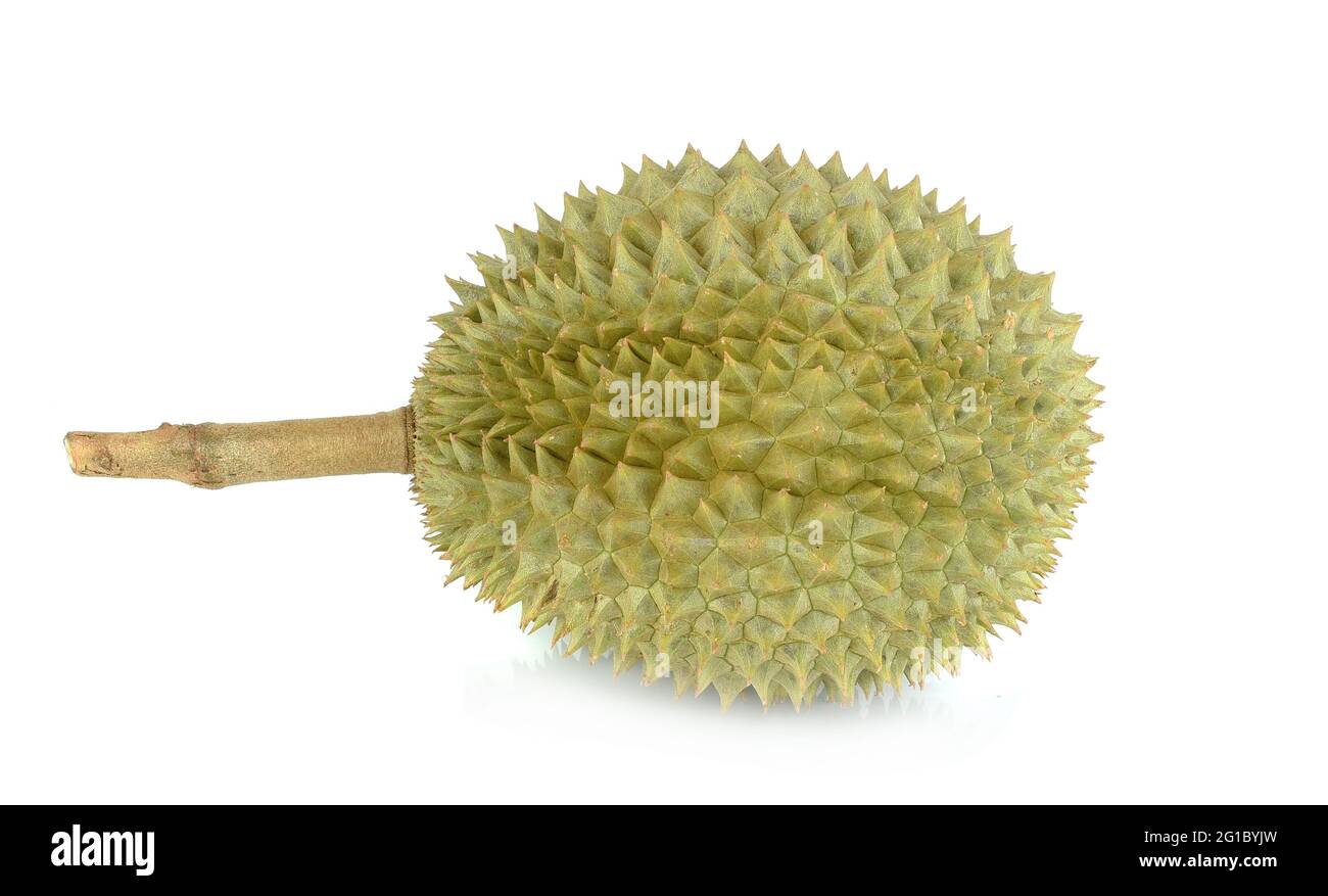 Durian (Monthong) isoliert auf weißem Hintergrund Stockfoto
