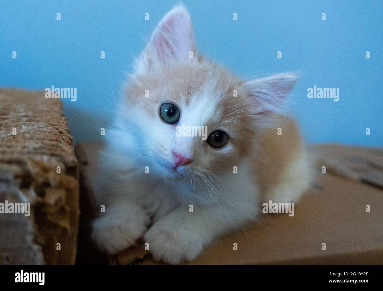 Ein Buff orange und weiß Ingwer Kätzchen sitzt auf einem Karton mit blauem Hintergrund Stockfoto