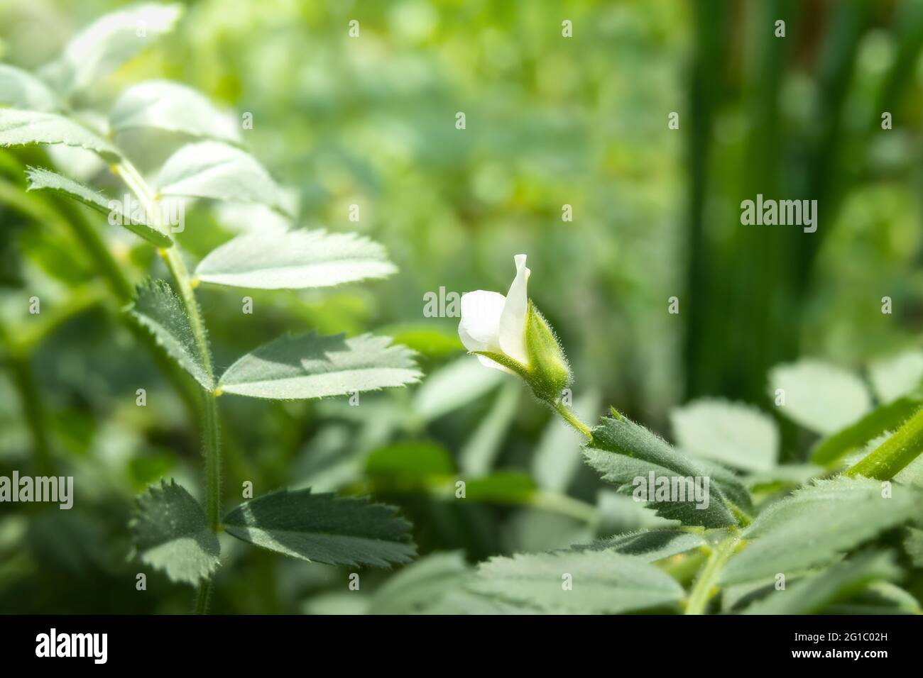 Kabuli Kichererbsen blühen auf der Pflanze im Garten. Atemberaubende kleine weiße Blume im Sonnenlicht. Bekannt als bengalgram, Garbanzobohne oder Cicer Arietinum. Selektiv Stockfoto