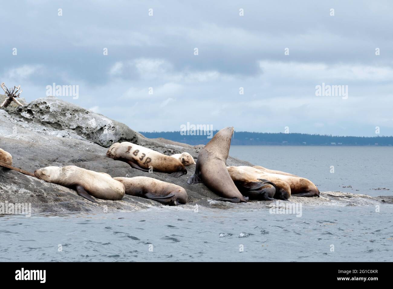 Die Kolonie der Steller Seelöwen, eine der Marken 183R, ruht am felsigen Ufer der Insel Spieden auf den San Juan Islands, Washington, Pazifischer Nordwesten Stockfoto