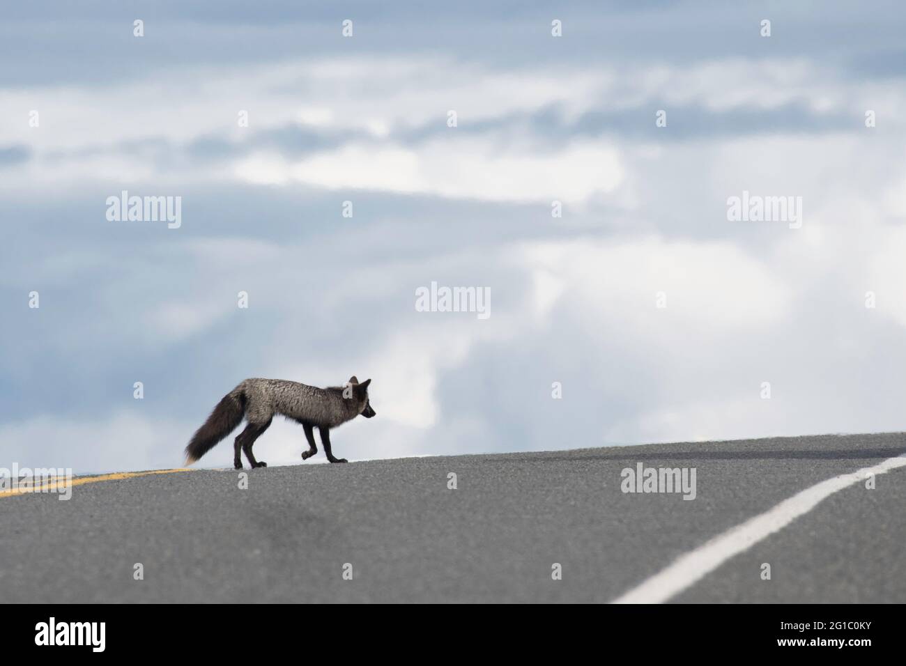 Landumsperrter kleiner Rotfuchs mutiert zu grauem Fuchs / schwarzem Fuchs / Silberfuchs auf der Insel San Juan überquert die Straße mit offenem Himmel hinter sich Stockfoto