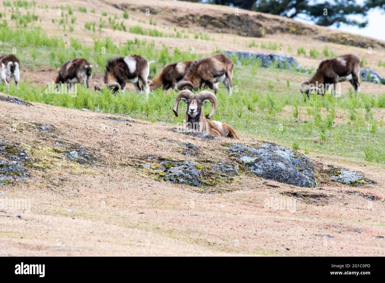 Wild Mouflon Schafe gehörnte Widder grasen auf privaten Spieden Island, Washington State, USA ursprünglich für die Wildjagd auf der Insel importiert Stockfoto