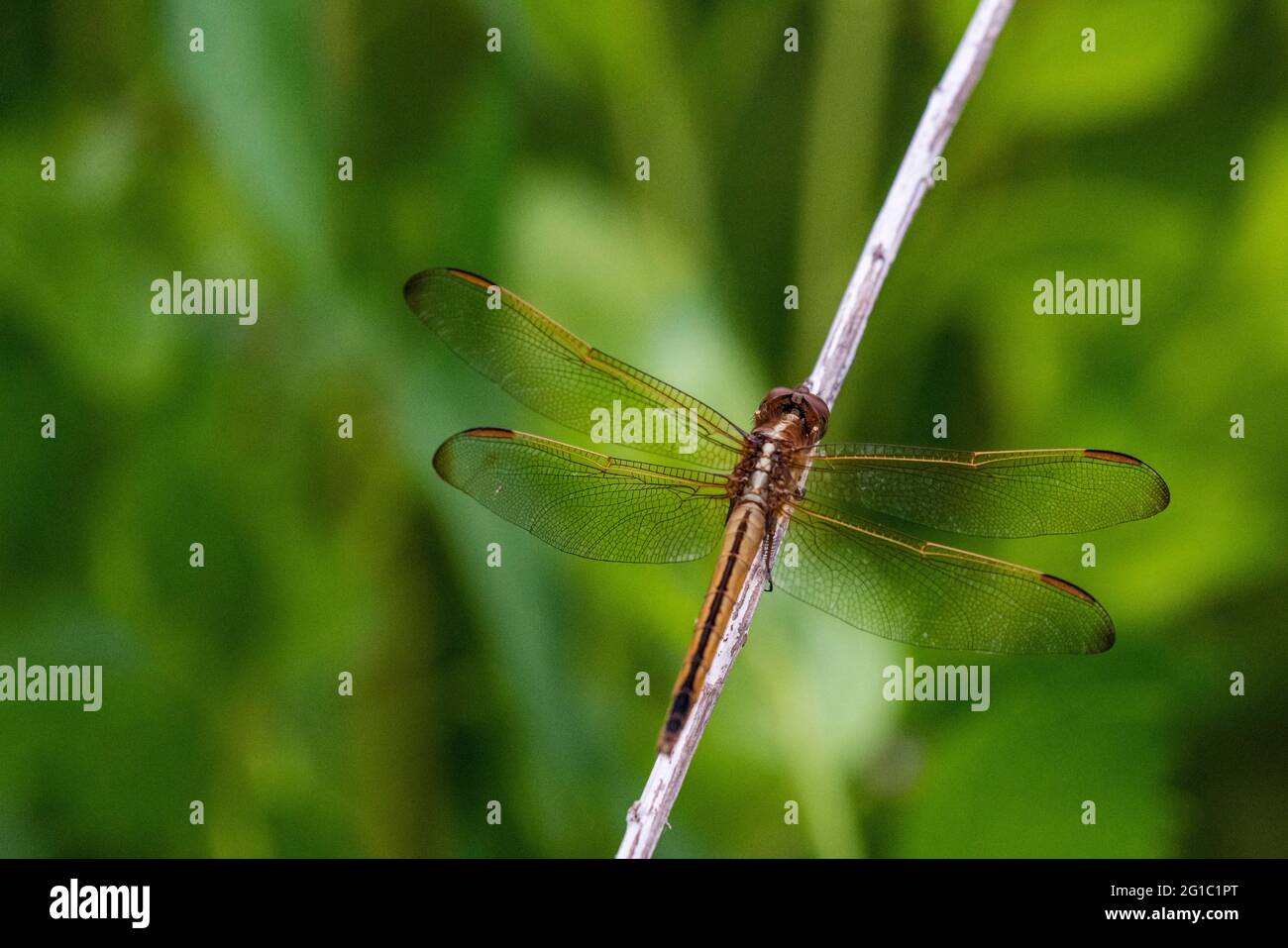 Eine goldfarbene Libelle steht am 6. Juni 2021 im Five-Raveres Delta Center in der Nähe von Mobile, Alabama. Stockfoto