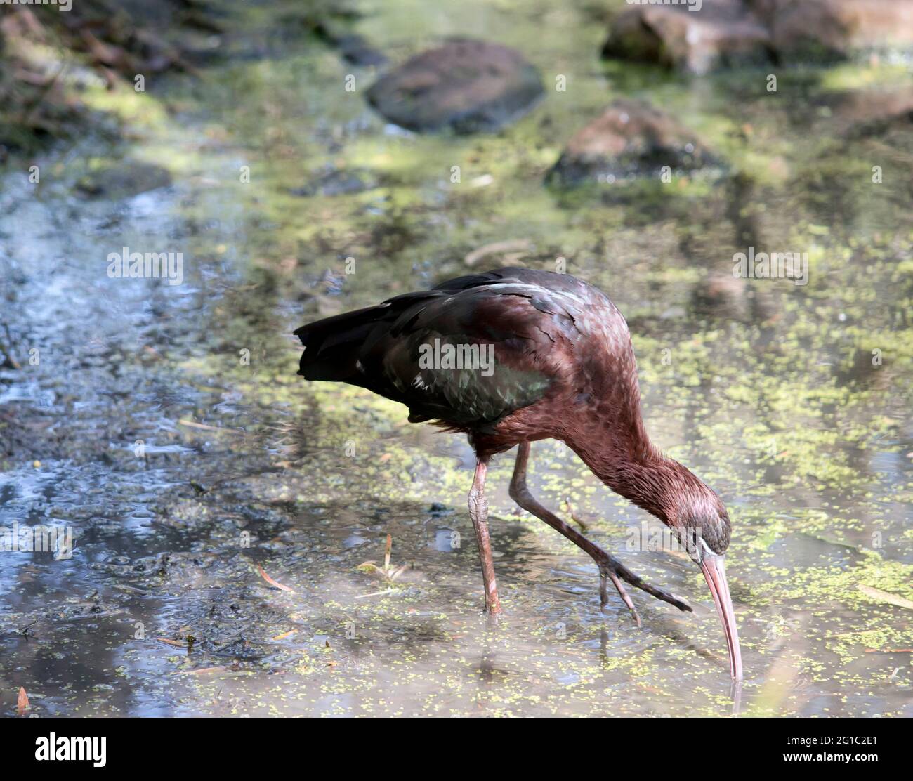 Der glänzende Ibisse ist ein rötlich brauner Seevögel mit einem pinken langen Schnabel Stockfoto