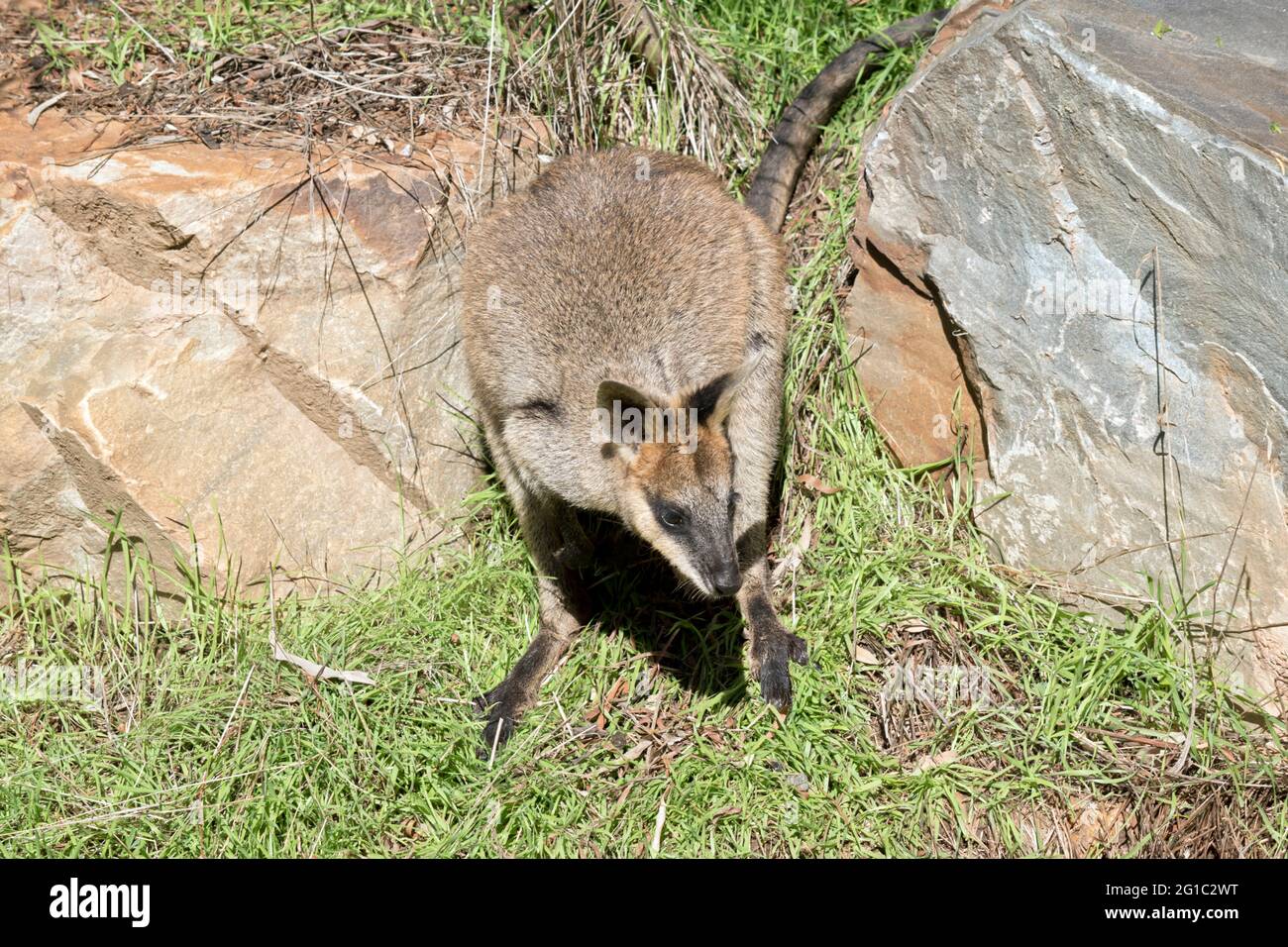 Das Sumpfwallaby hat einen braunen Körper, weiße Wangen und eine schwarze Maske Stockfoto