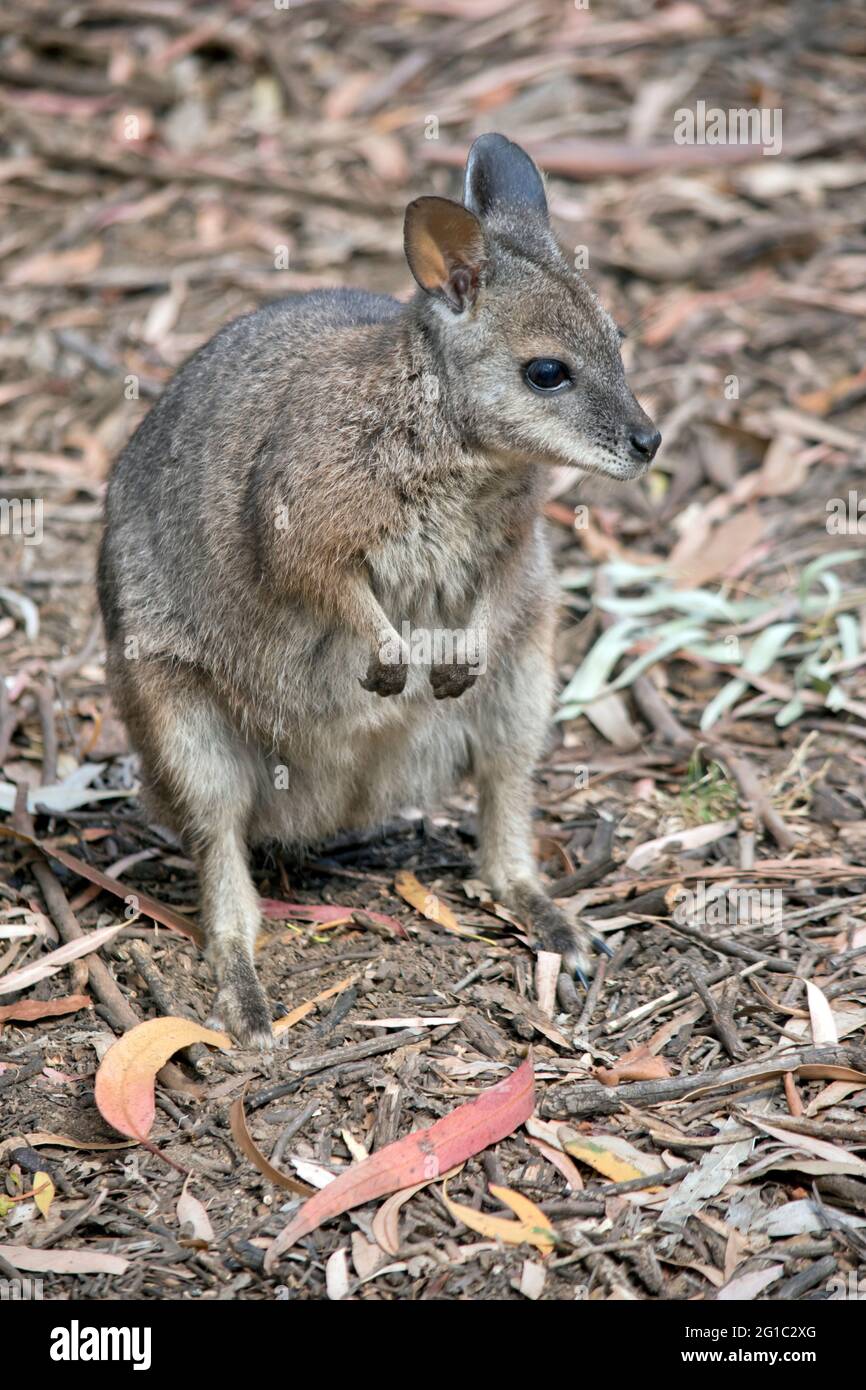 Das tammar-Wallaby, auch bekannt als das dama-Wallaby oder darma-Wallaby, ist eine kleine Makropode, die in Süd- und Westaustralien beheimatet ist Stockfoto