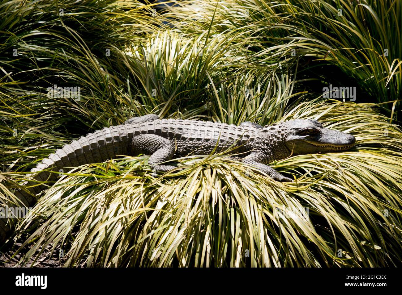 Der Alligator wartet darauf, auf alles zu stürzen, was ihn passiert Stockfoto