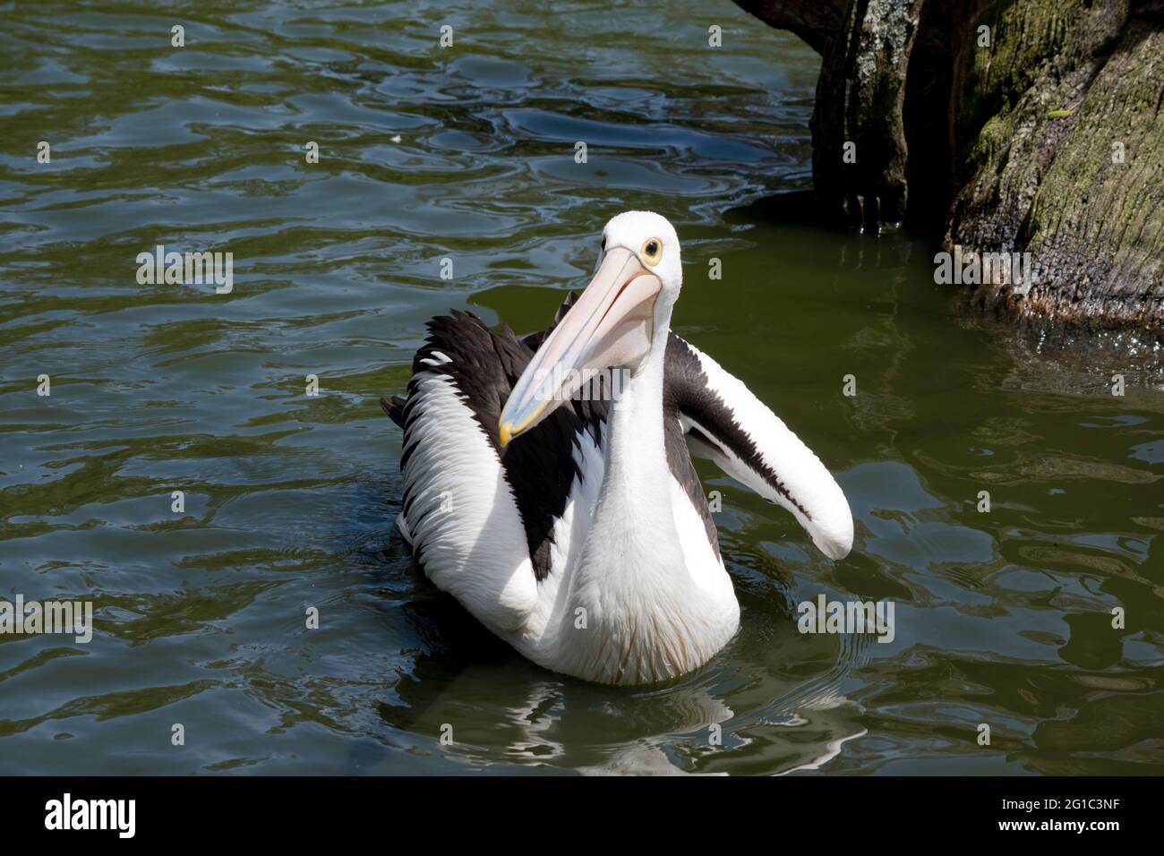 Der Pelikan ist ein schwarz-weißer Seevögel Stockfoto