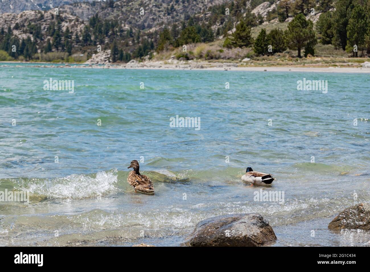 Entenschwimmen im June Lake in Kalifornien Stockfoto