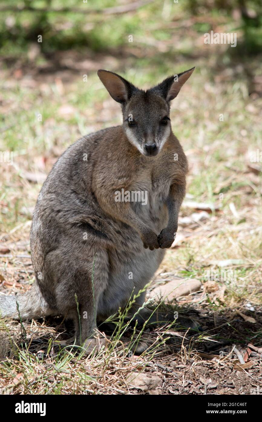 Das rothalsige Wallaby ist rufus auf der Rückseite seines Halses mit einem grauen Körper und weißen Wangen Stockfoto