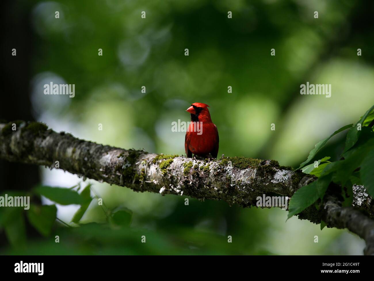 Ein Kardinal sitzt auf einem Baum in Fletcher, VT, USA. (FOTO/Hasan Jamali) Stockfoto