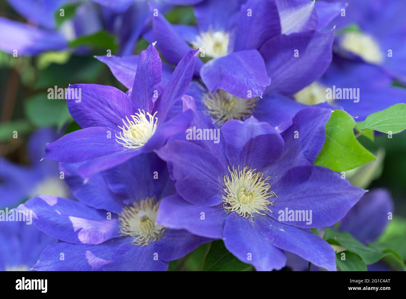 Purple Clematis Jackmanii, Blumen, Gartenkletterer Stockfoto