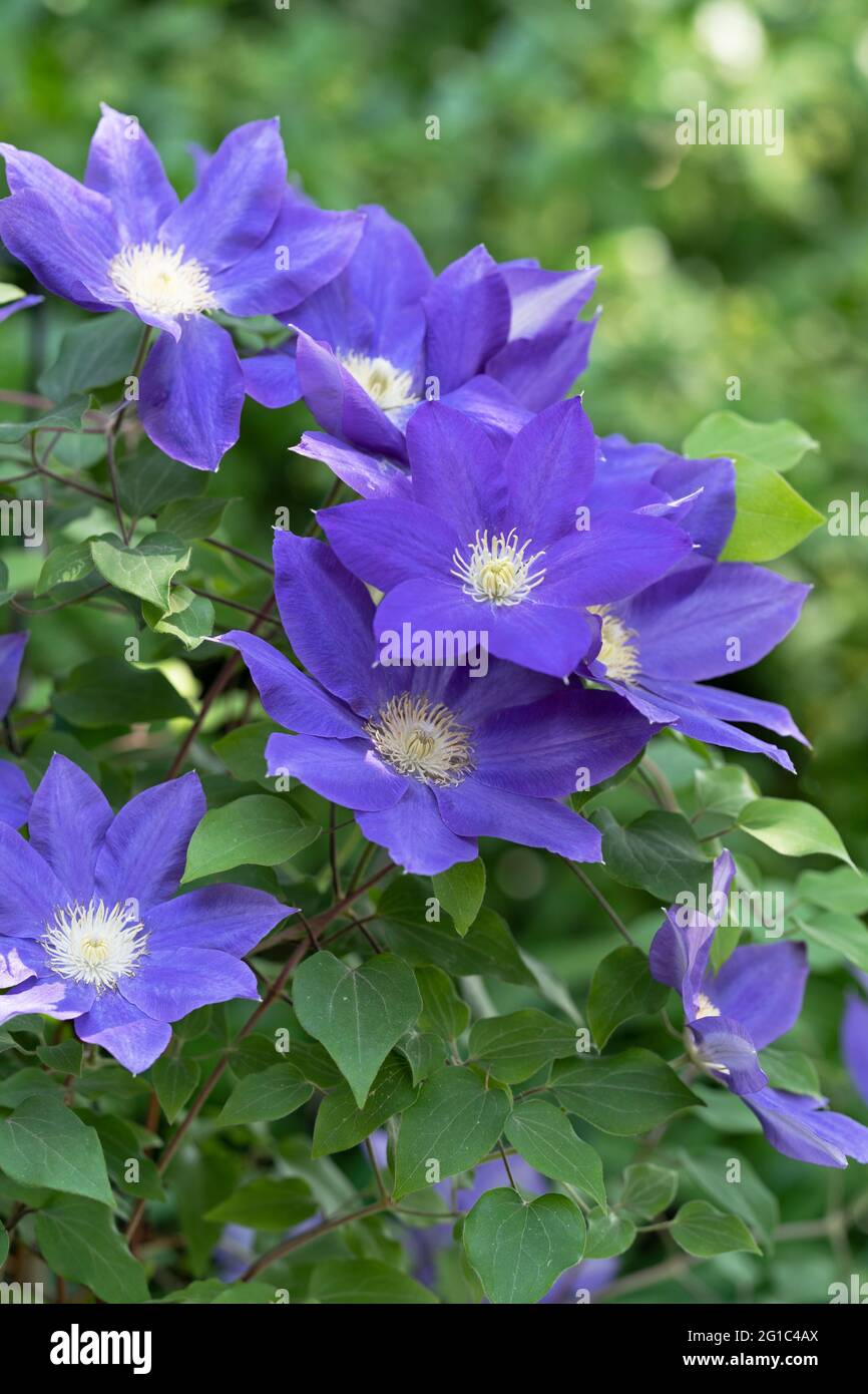 Purple Clematis Jackmanii, Blumen, Gartenkletterer Stockfoto