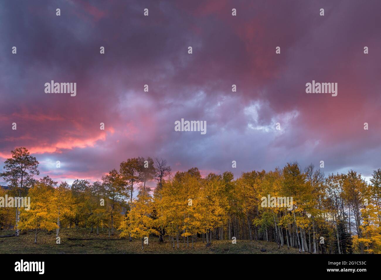 Sonnenuntergang, Regen, Aspen, Populus Tremula, Cimmaron Land, Uncompahgre National Forest, Colorado Stockfoto