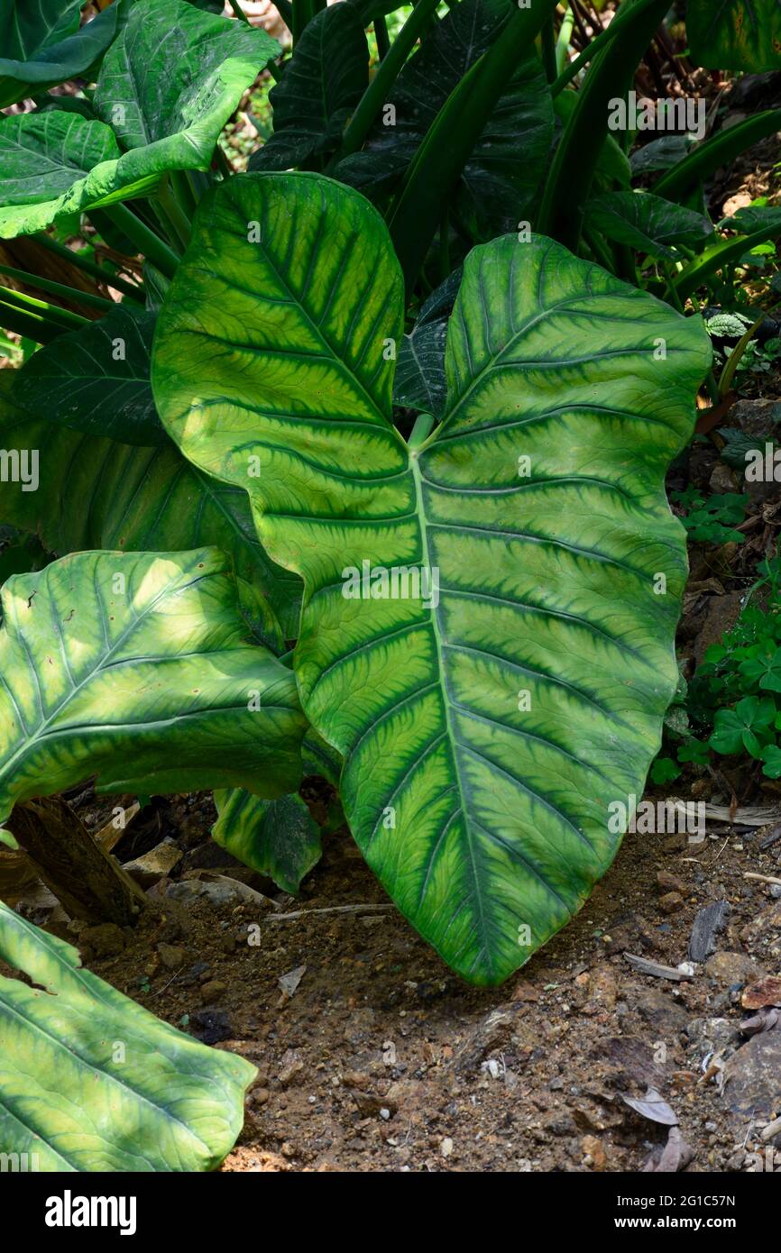 Alocasia clypeolata, allgemein bekannt als Elephant Ears, eine dekorative Alocasia mit kontrastierenden Blättern. Stockfoto