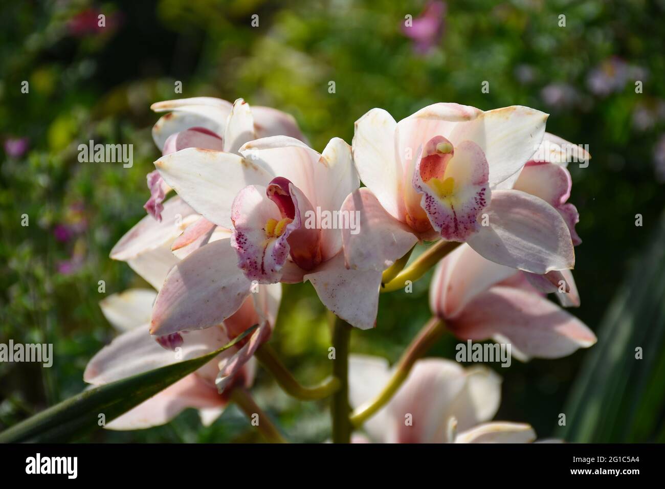 Rosa gefärbtes Cymbidium , allgemein bekannt als Boot-Orchidee Stockfoto