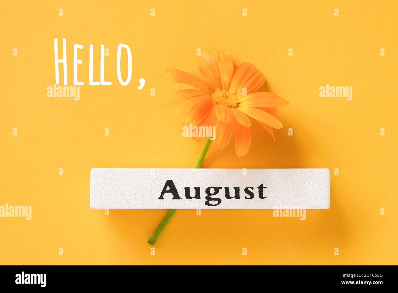 Hallo August Text, Grußkarte. Eine orangefarbene Ringelblume und der Sommermonat August auf gelbem Hintergrund. Draufsicht Flat Lay. Stockfoto