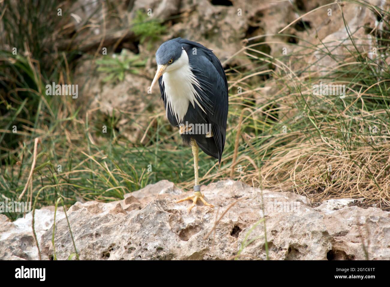 Der Hirschreiher ruht auf einem Felsen Stockfoto