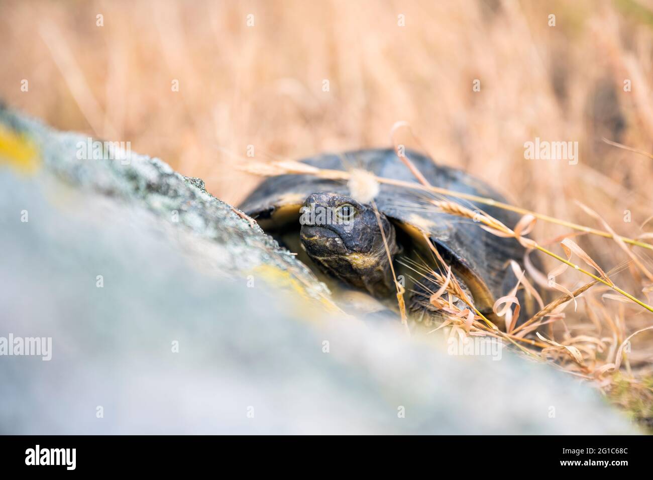(Selektiver Fokus) atemberaubende Aussicht auf eine sardische marginierte Schildkröte, die in freier Wildbahn läuft. Stockfoto