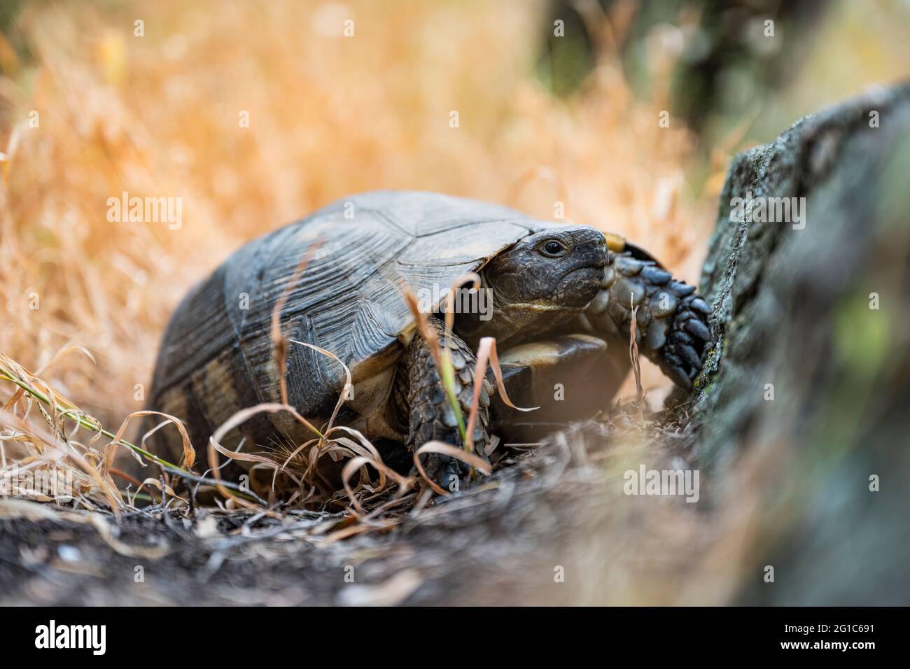 (Selektiver Fokus) atemberaubende Aussicht auf eine sardische marginierte Schildkröte, die in freier Wildbahn läuft. Stockfoto