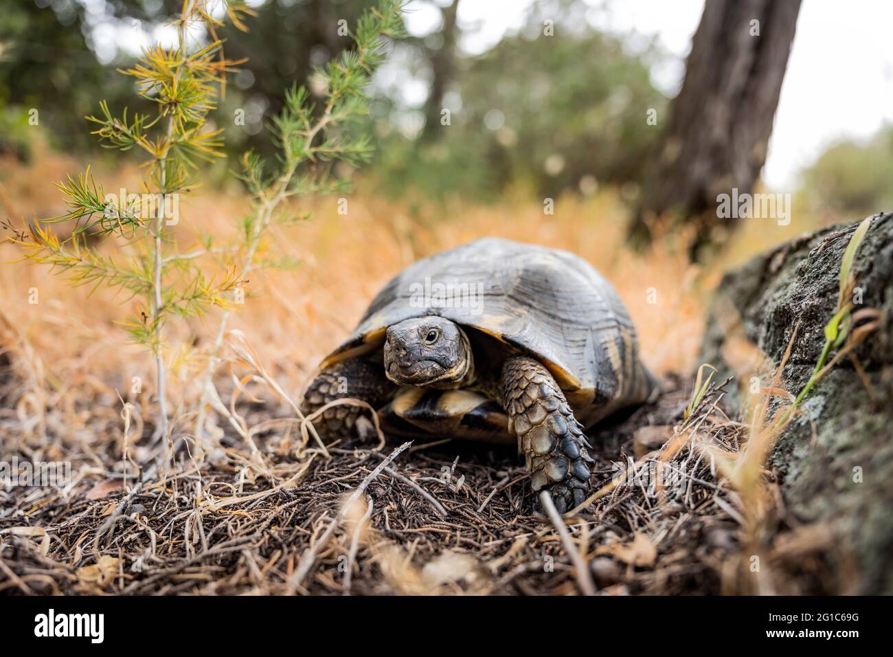 (Selektiver Fokus) atemberaubende Aussicht auf eine sardische marginierte Schildkröte, die in freier Wildbahn läuft. Stockfoto