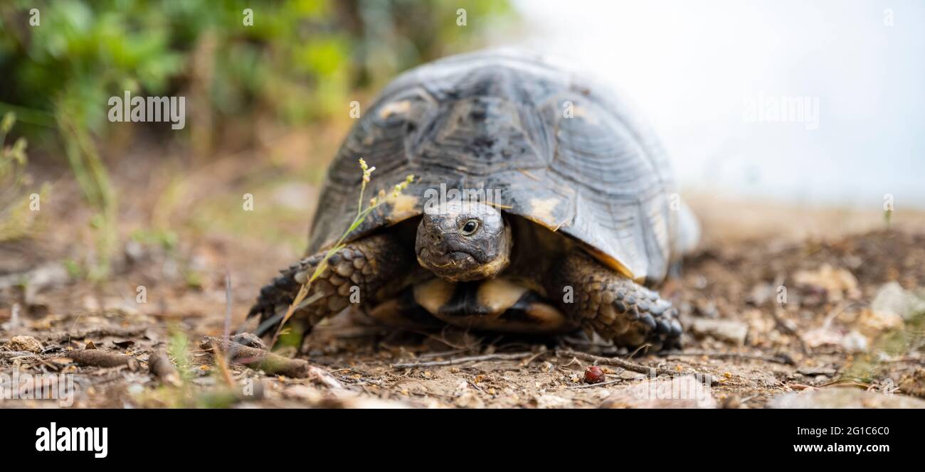 (Selektiver Fokus) atemberaubende Aussicht auf eine sardische marginierte Schildkröte, die in freier Wildbahn läuft. Stockfoto