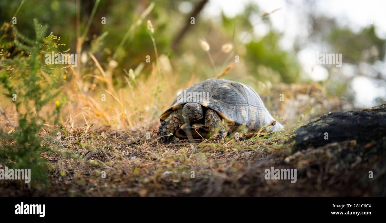 (Selektiver Fokus) atemberaubende Aussicht auf eine sardische marginierte Schildkröte, die in freier Wildbahn läuft. Stockfoto