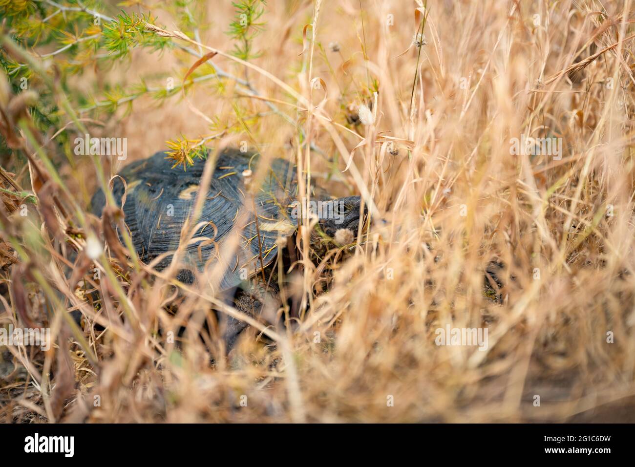 (Selektiver Fokus) atemberaubende Aussicht auf eine sardische marginierte Schildkröte, die in freier Wildbahn läuft. Stockfoto