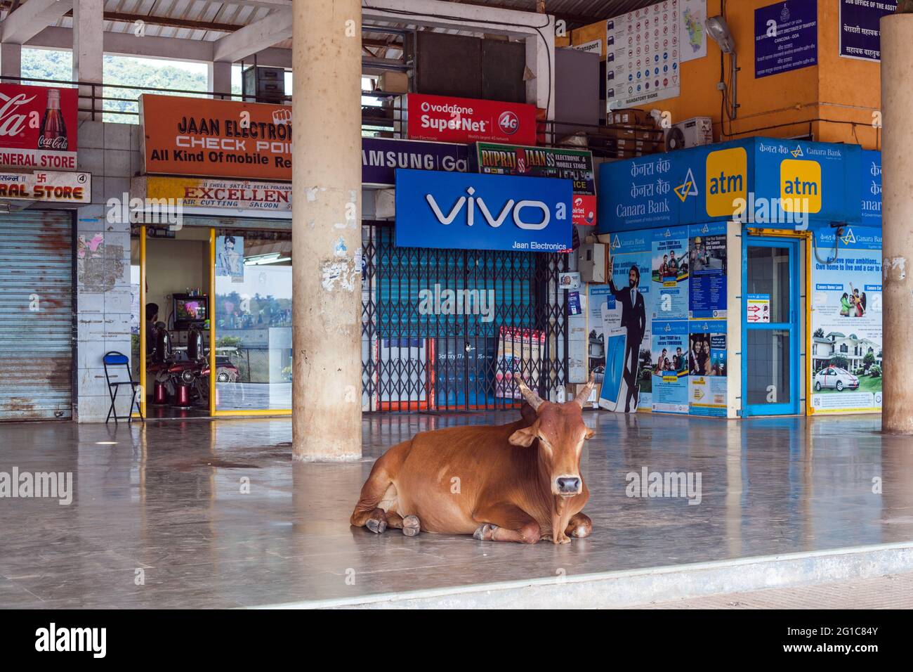 Eine heilige braune Kuh, die im Einkaufskomplex, Chaudi-Busstand, Canacona, Goa, Indien, liegt Stockfoto