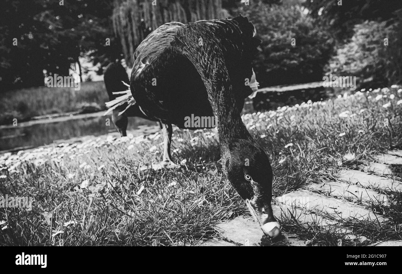 Neugierige schwarze Gans schaut direkt in die Kamera im Borbeck Park in Essen. Schlosspark im Sommer im Zoo am Teich. Stockfoto