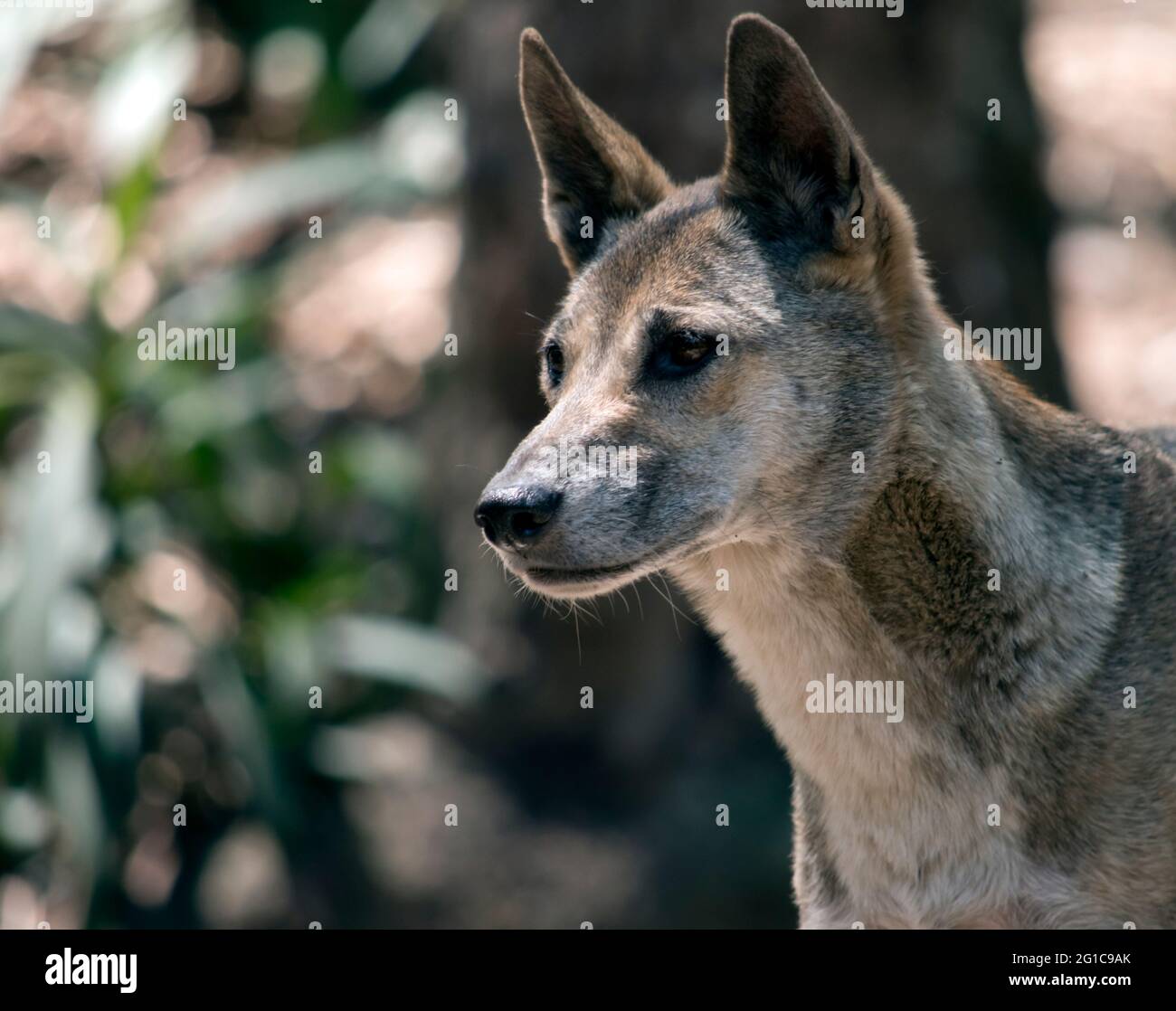 Dies ist eine Dingomischung die Mutter war ein goldener Dingo und der Vater war ein schwarzer Dingo Stockfoto