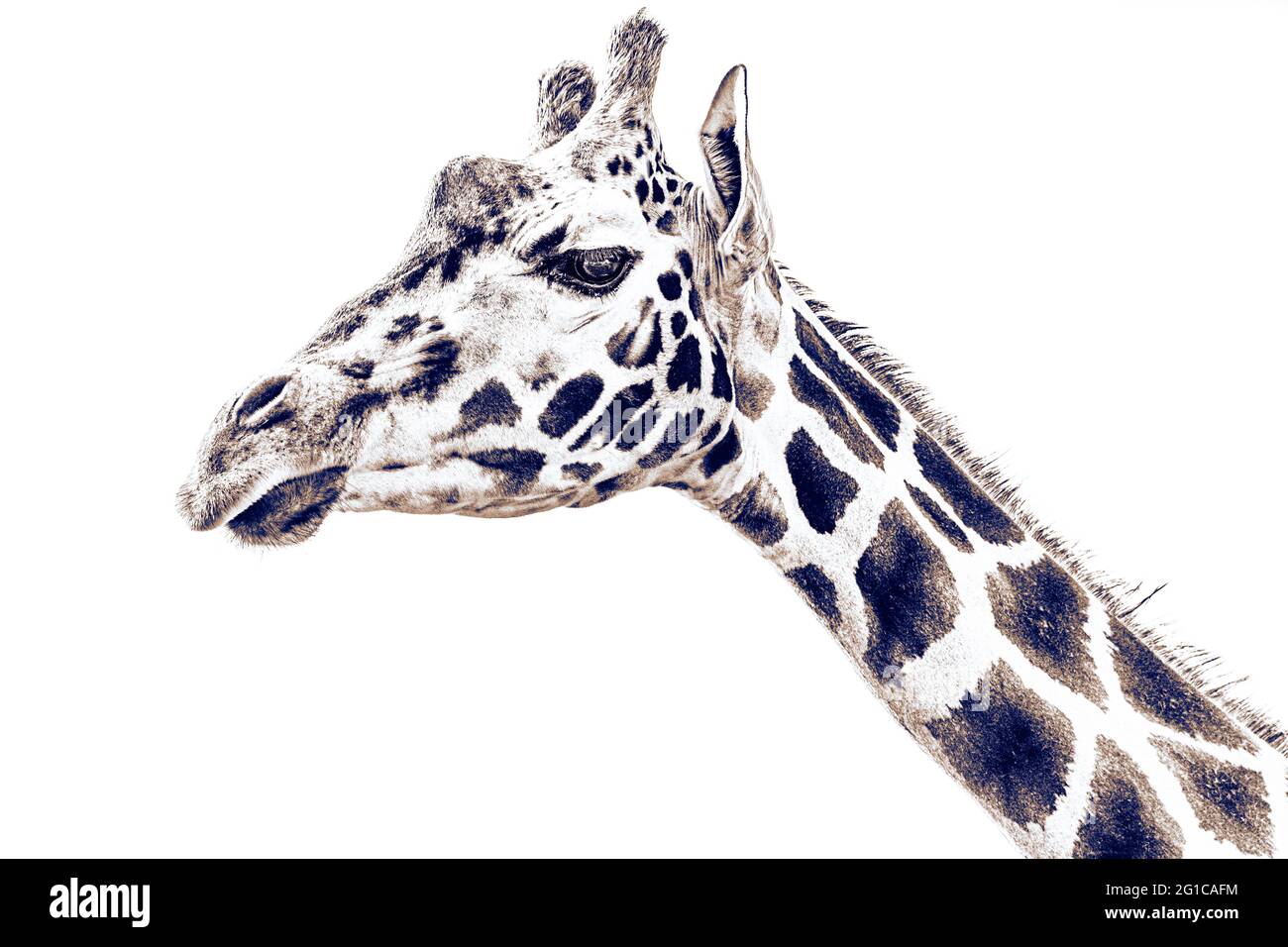 Expressionismus Andy Warhol Pop Art. Giraffe im Kunststil im Aquarell-Stil als cooles Panorama-Poster. Minimalismus Leinwand Foto. Stockfoto