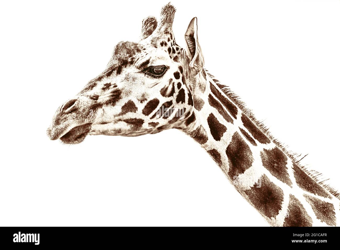 Expressionismus Andy Warhol Pop Art. Giraffe im Kunststil im Aquarell-Stil als cooles Panorama-Poster. Minimalismus Leinwand Foto. Stockfoto