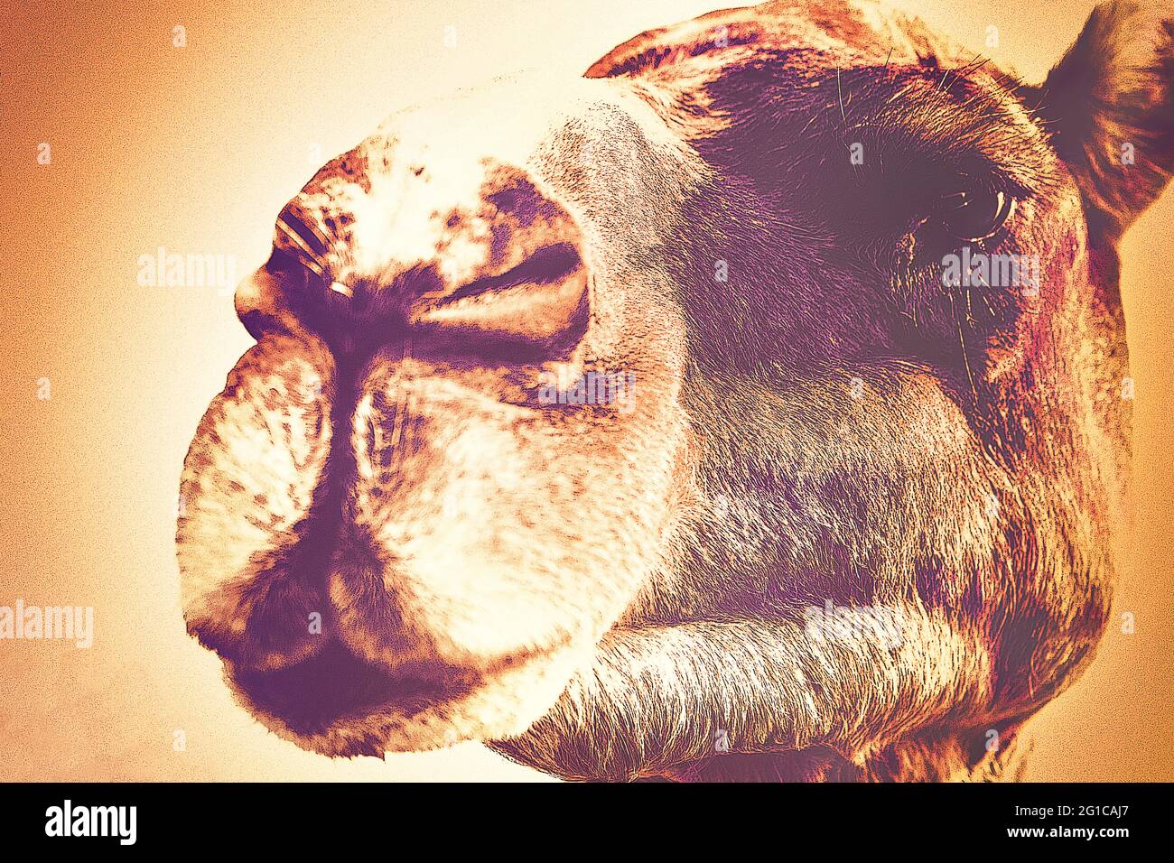 Camel Expressionism Andy Warhol Pop Art Style. Cooles Poster in farbenfrohem, minimalistisches Design. Aquarell schwarz-weiß monochromen Stil Design Panorama. Stockfoto