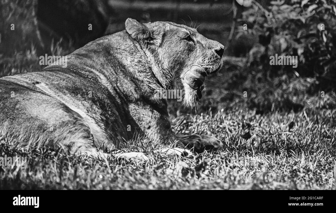 Der König des Dschungels Fütterungsverhalten in surrealem Schwarz-Weiß-Schwarz. Tierpark in Hodenhagen Ein prachtvoller Löwe kaut seine Beute auf. Stockfoto