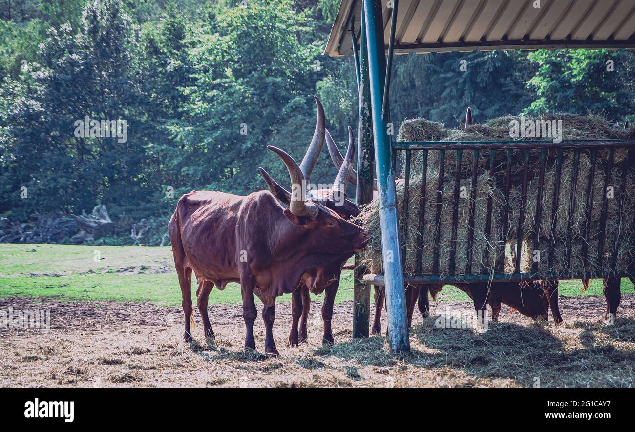Watussi Viehfütterung im Zoo. Ankolerind an der Futterstation im Serengeti Park in Hodenhagen. Futtersuche am Futterplatz. Stockfoto