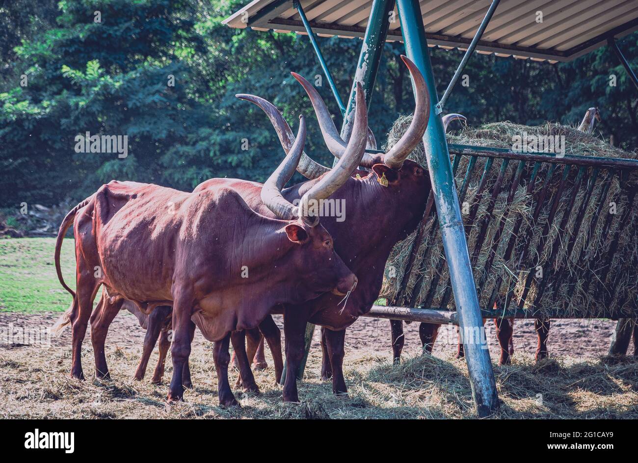 Watussi Viehfütterung im Zoo. Ankolerind an der Futterstation im Serengeti Park in Hodenhagen. Futtersuche am Futterplatz. Stockfoto