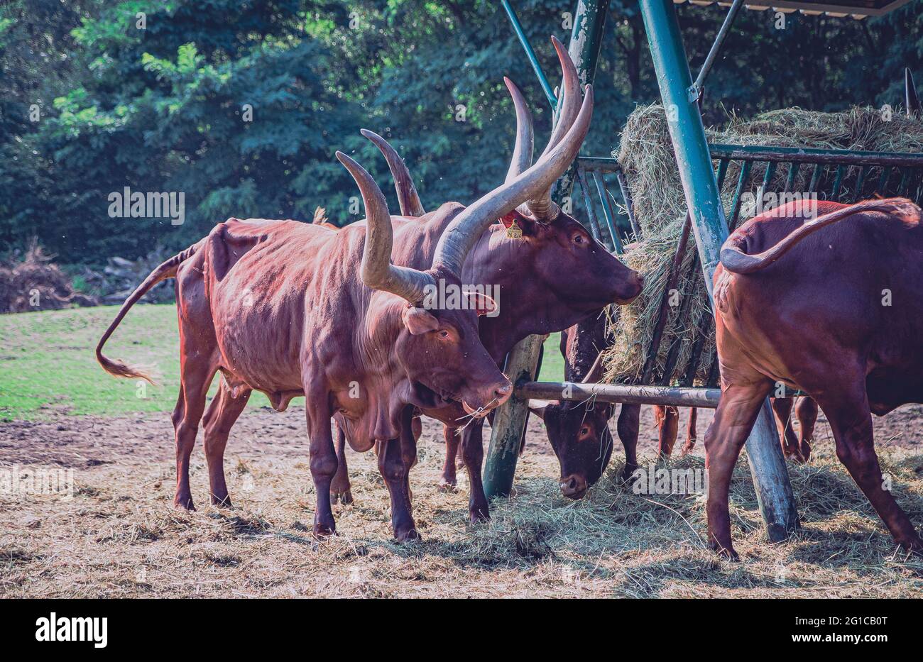 Watussi Viehfütterung im Zoo. Ankolerind an der Futterstation im Serengeti Park in Hodenhagen. Futtersuche am Futterplatz. Stockfoto