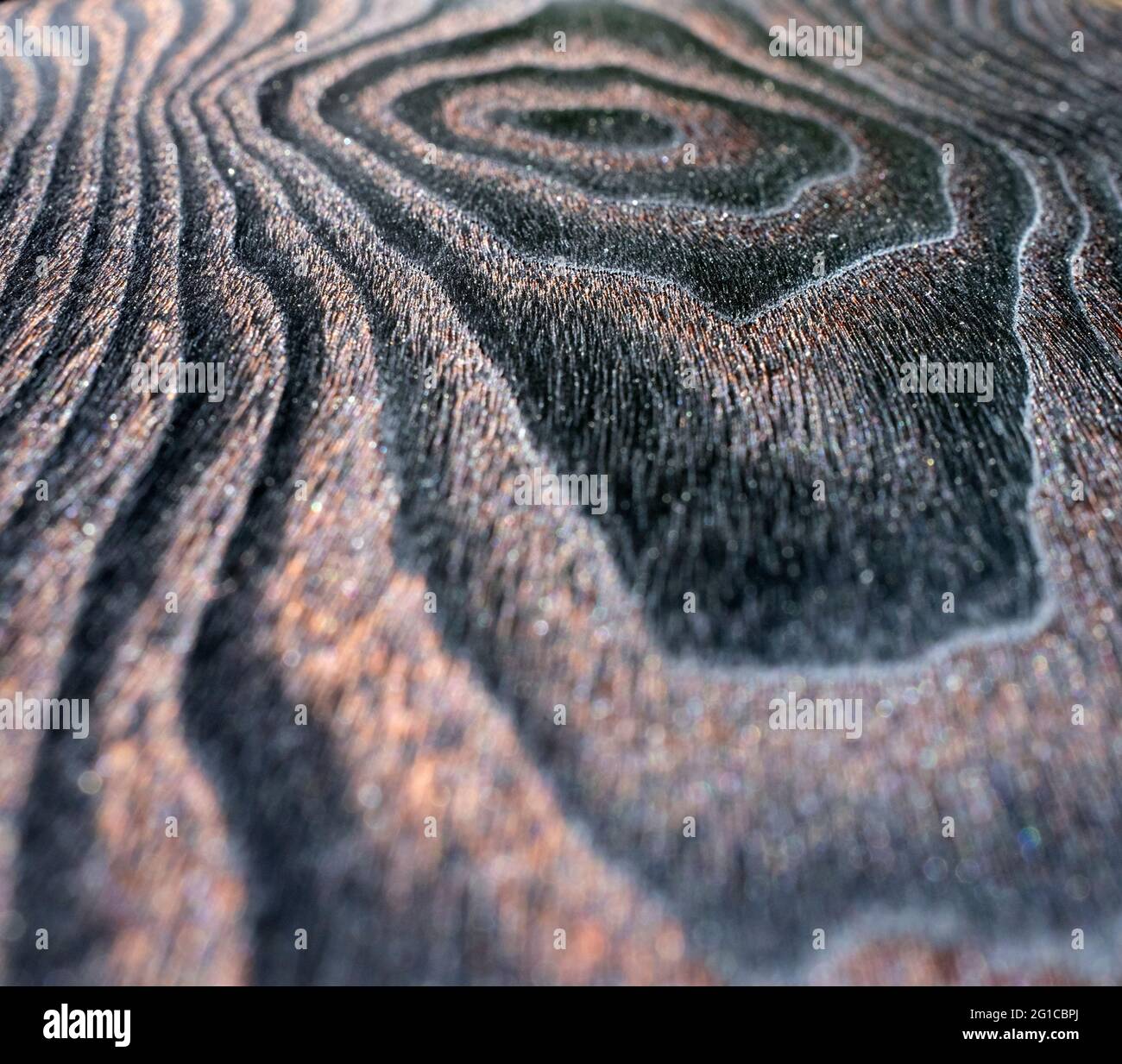 Natürliche Schönheit von verbranntem Holz, polierte tiefschwarze Holzplatte in extremer Nahaufnahme Stockfoto