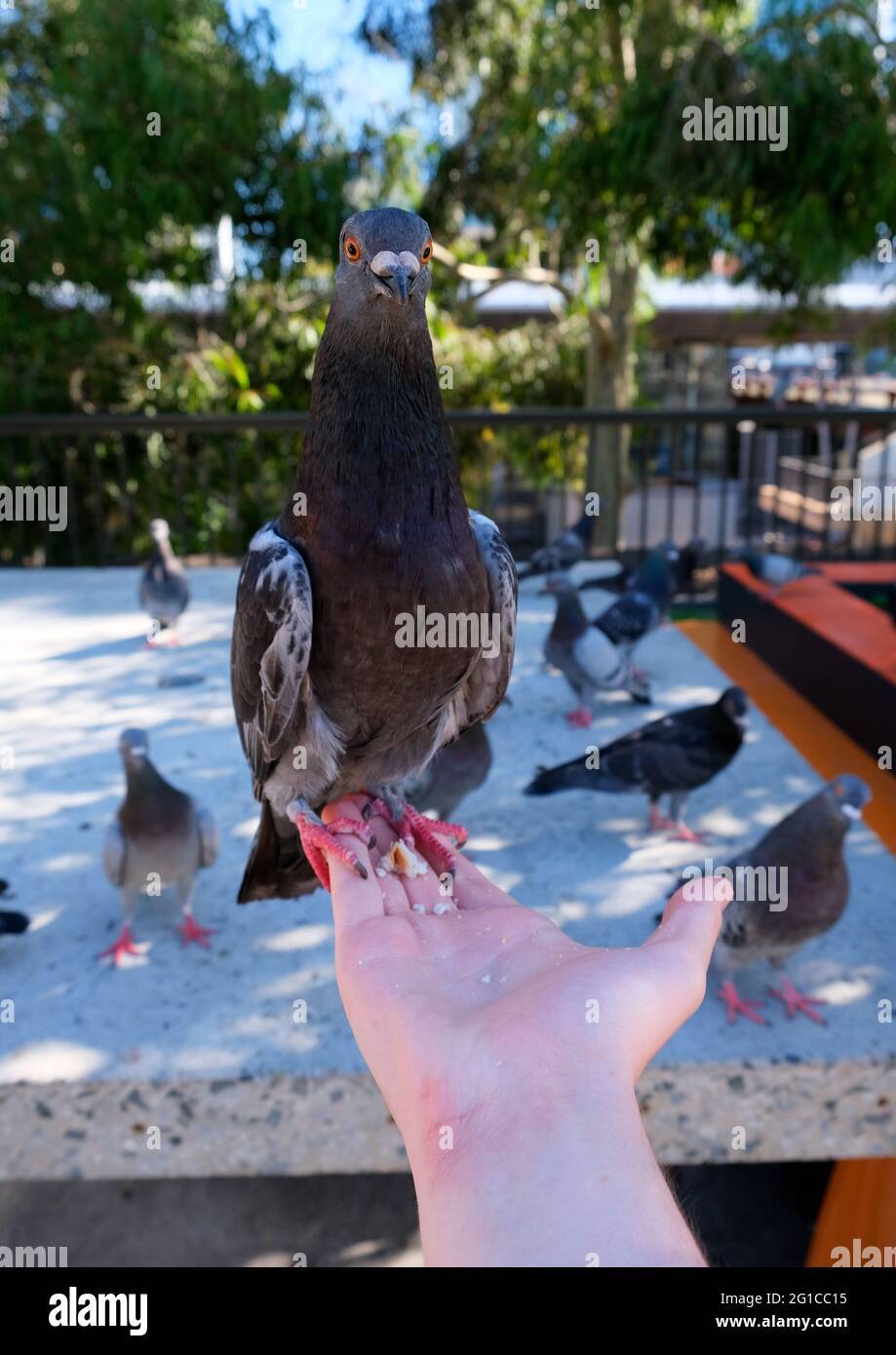 Friendly Pigeon setzte sich zur Hand und schaute in die Kamera. Stockfoto