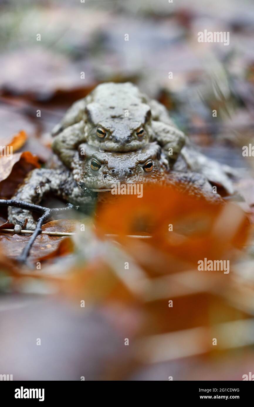 Nahaufstellmakro von zwei Kröten oder Fröschen, die sich während der Frühjahrssaison paaren Stockfoto