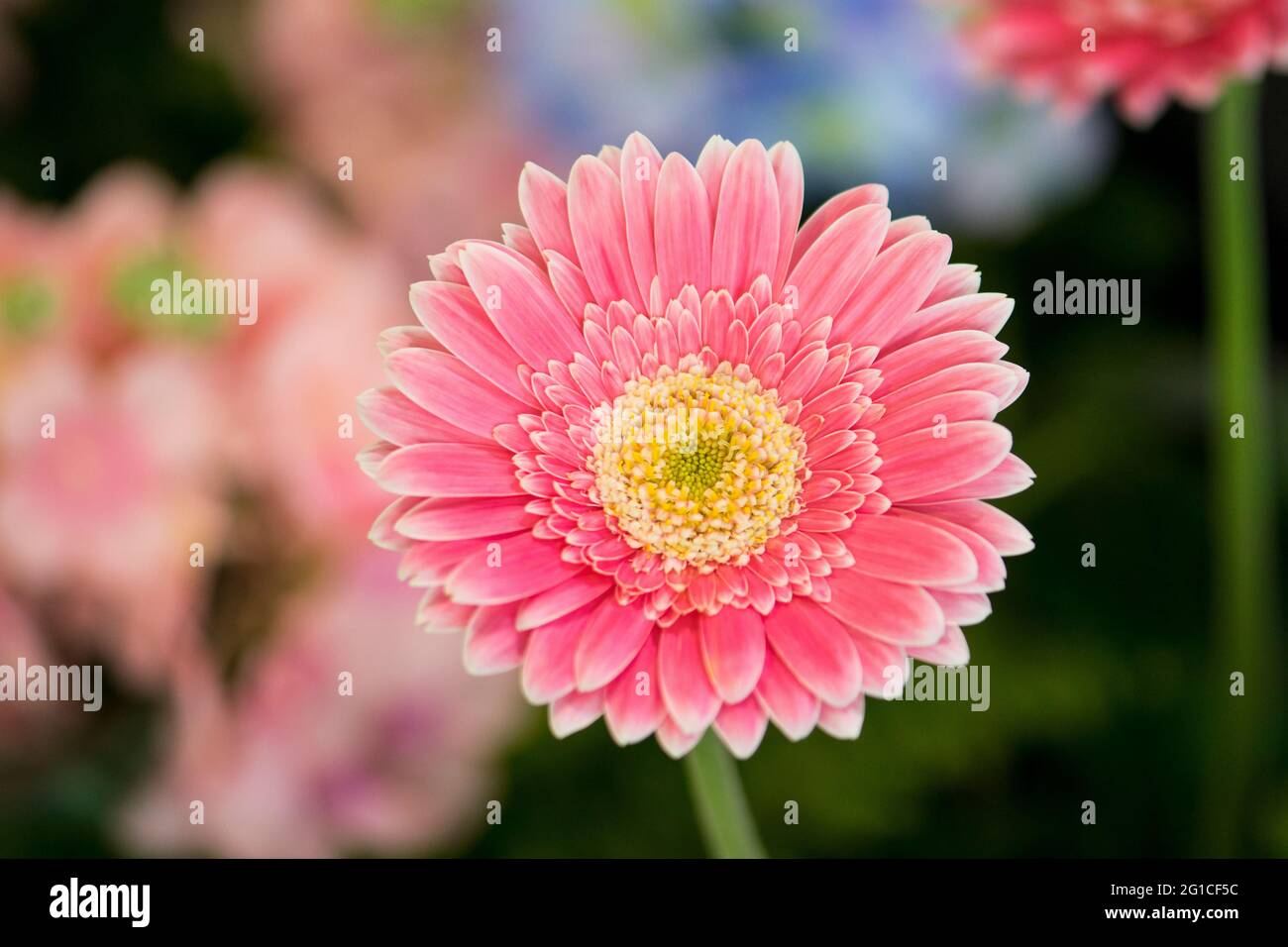 Rosa Gerbera auf floralem Hintergrund Stockfoto