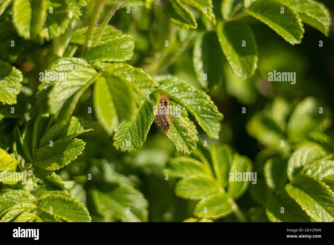 Eine braune Mottenraupe, die auf einem Blatt in den Dünen von Kijkdijn (Den Haag, Niederlande) sitzt Stockfoto