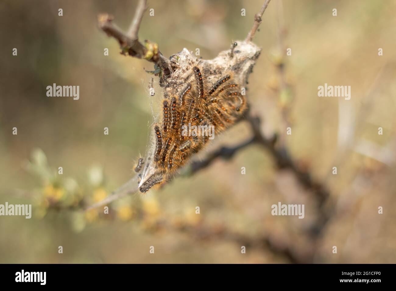 Auftauchende Larven der Braunschwanzmotte auf einem Zweig in den Dünen von Kijkdijn (Den Haag, Niederlande) Stockfoto