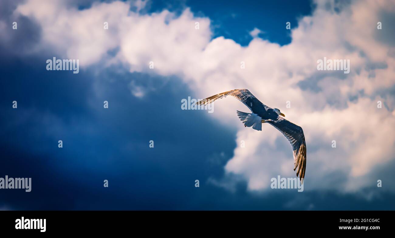 Möwe mit ausgebreiteten Flügeln gleitet nach einem Sommergewitter über den Hafen von Gdańsk - komm mit mir fliegen - der Flug in eine ungewisse Zukunft... Stockfoto
