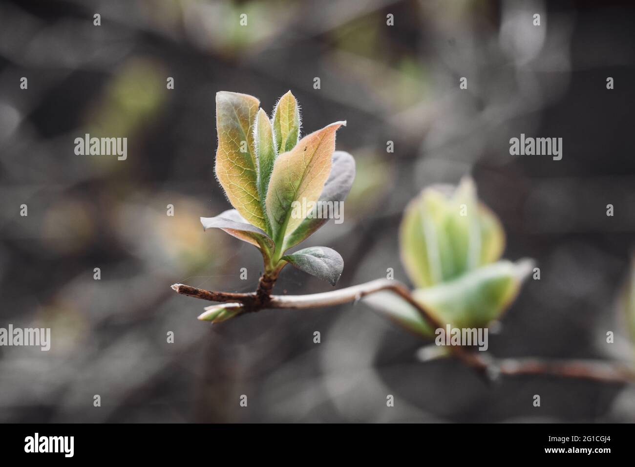 Nahaufnahme der kleinen Blätter auf einem Ast im Frühling, Wachstum in der Natur Stockfoto