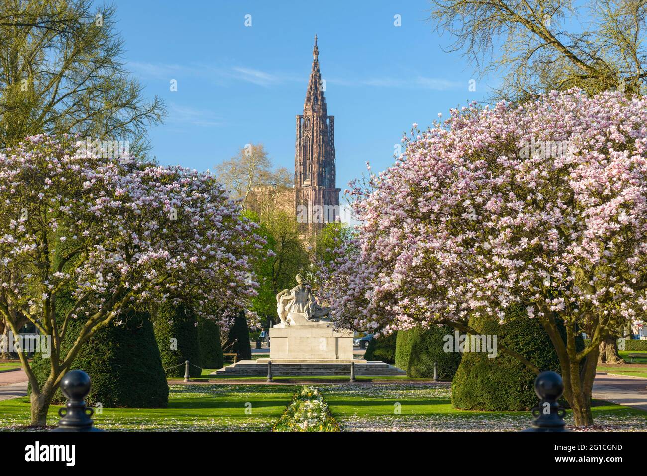 FRANKREICH, BAS-RHIN (67), STRASSBURG, PLACE DE LA REPUBLIQUE, BLÜHENDER MAGNOLIENBAUM IM FRÜHLING UND STRASSBURGER MÜNSTER Stockfoto