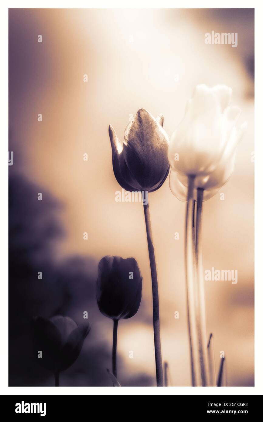 Atmosphärisches, surreales Meer von ​​flowers aus Tulpen als emotionale Dekoration im Jenseits - Trauer und Tod - ein Hauch von Emotion und Gedanke. Stockfoto